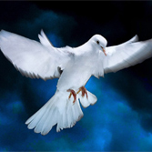 The Armed Man - A Mass for Peace, Manchester